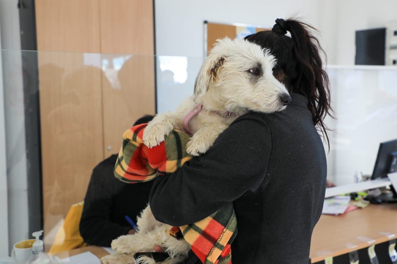A través del programa de castraciones en los barrios, fueron atendidas más de 150 mascotas